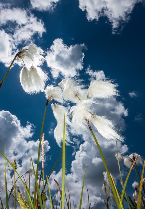 Erioforo (Eriophorum Scheuchzeri)[en]White cottongrass (Eriophorum Scheuchzeri).jpg
